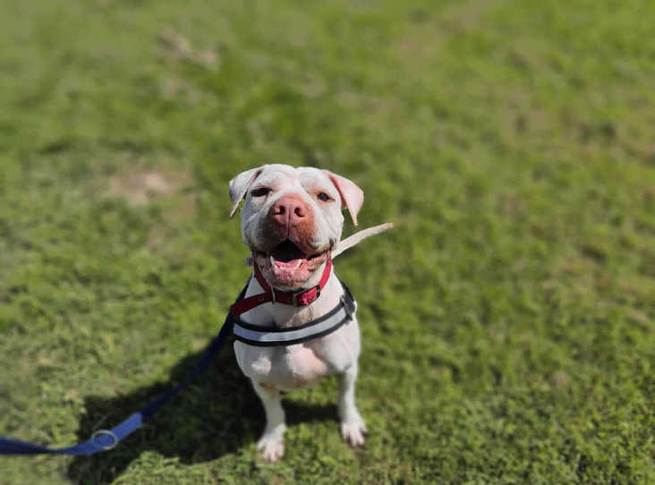 She will need an active owner who is at home for the majority of the day and who has the time to dote on her like she deserves and give her the exercise she loves.(Credit: RSPCA)