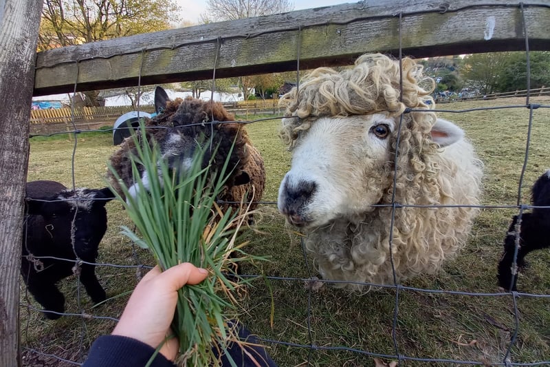 St Werburghs City Farm has been a part of the community for more than 40 years and features sheep, pigs, goats and more.