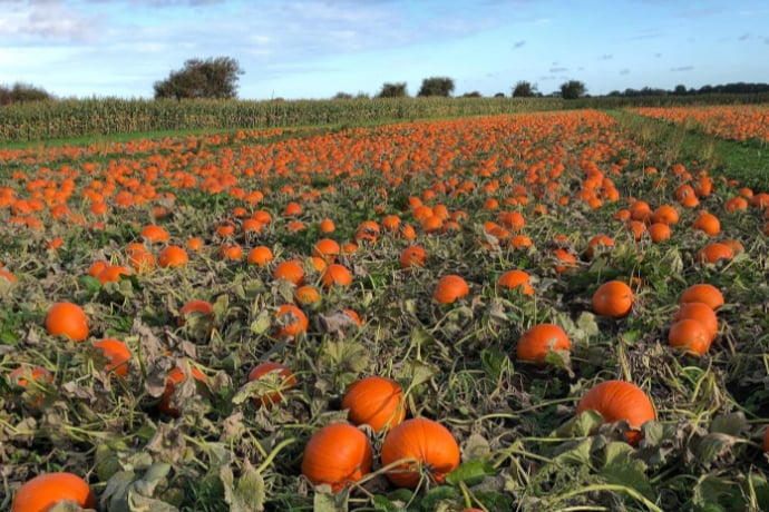 Open for the whole of October, The Pumpkin Patch is a family run business, located on a family farm. Dogs are welcome and there’s a free maize maze for the whole family to enjoy. Throughout October, The Pumpkin Patch is open from 9-6.