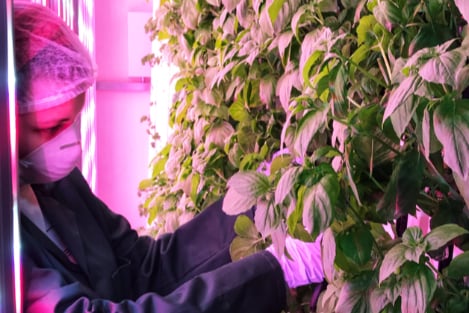 Farm Urban is a vertical farm located in a secret underground tunnel, in the Baltic Triangle. Based beneath the UTC Life Sciences building on Upper Parliament Street, the farm grows green vegetables and has a focus on sustainability and community values. 