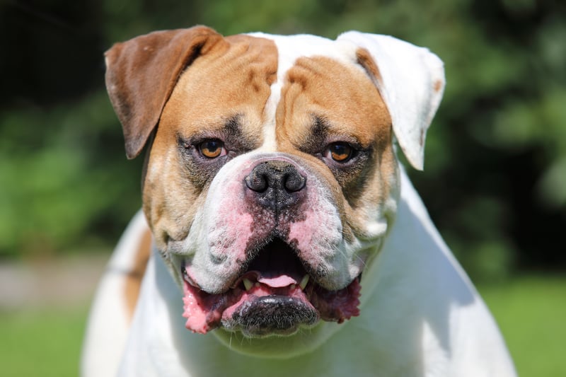 American Bulldog was the most stolen  dog breed in 2022, with 90 reported thefts. (Image: Alexey Kuznetsov - stock.adobe)
