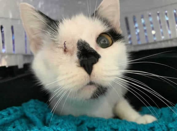Luna needs some TLC