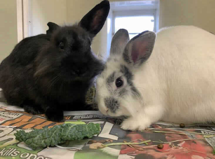 These 3-year-old Lion Head rabbits - Hatter (black) & Caterpillar(white&grey) - are both well bonded. The RSPCA are looking for them to be rehomed together again. They will suit a quiet home with older children (if present). 
