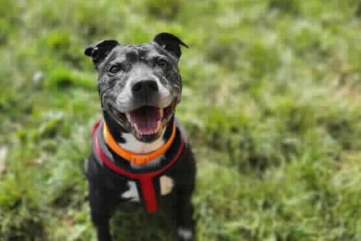 This 9-year-old Staffordshire Bull Terrier needs a quieter home where owners are still active enough to give him his daily exercise. He can live with older children. 
