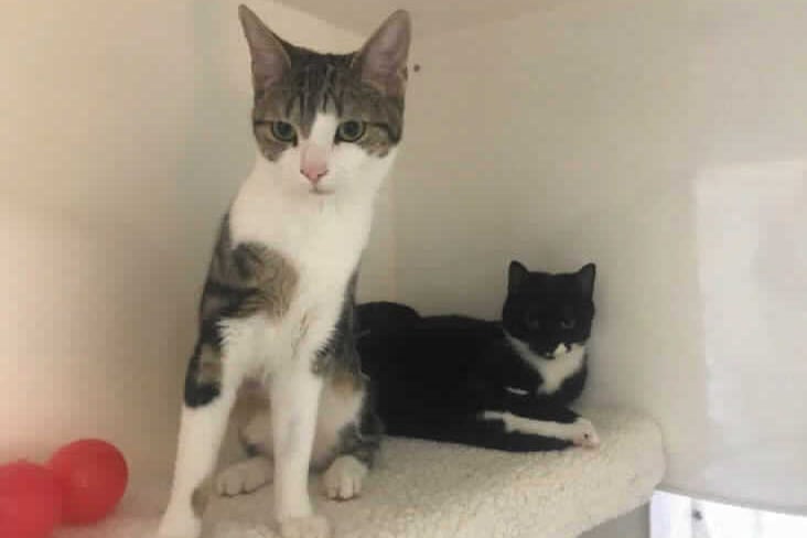 Solange and Beyonce are only one years old and are domestic shorhair crossbreed. They can live in a family home who have children of a primary school age and above.