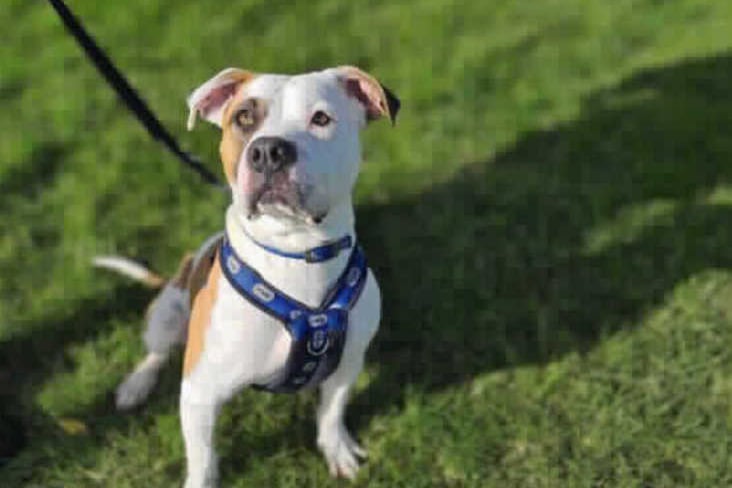 She is an American Bulldog and will do well at a home where she will receive her daily exercise, children (if present) to be used to larger dogs and of course someone home for much of the day. 