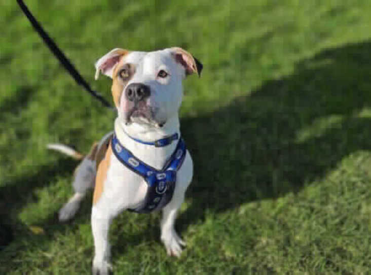 She is an American Bulldog and will do well at a home where she will receive her daily exercise, children (if present) to be used to larger dogs and of course someone home for much of the day. 