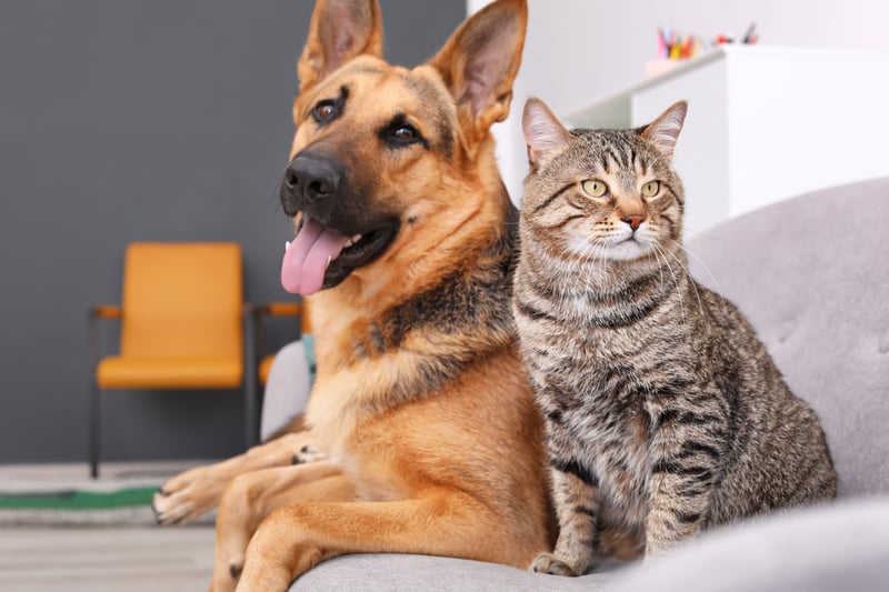 The gestation period for the average cat and dog - 65 and 58 to 68 days respectively.