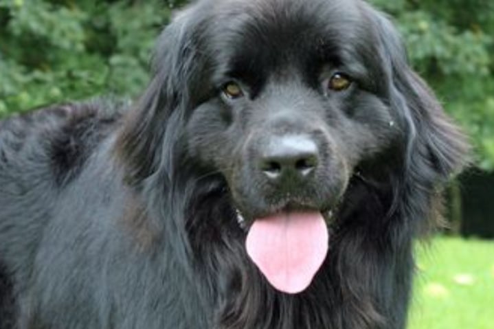 Gio is a three year old Newfoundland who is very calm and walks beautifully on his lead with his long locks swaying, and he’s a little on the small side. He travels well in the car and is house trained.