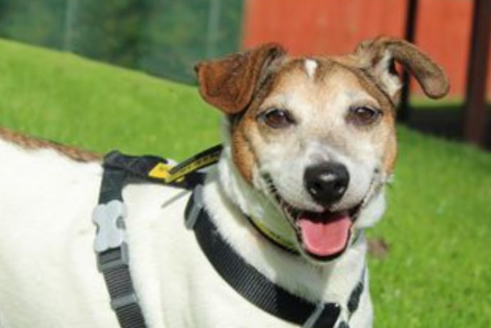 Max is a Jack Russell looking for a home with his best friend, Roxy. They can live with children of high school age but no other pets. e's happiest when he's out exploring and although he is very friendly with people, it might take him a moment or two to warm up to new people.