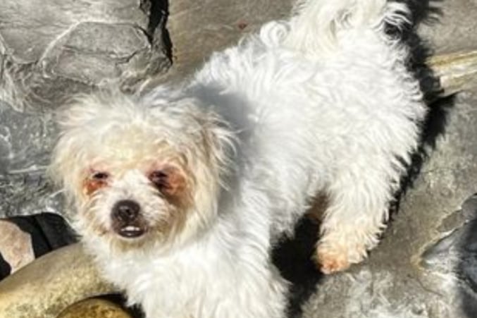 Lela is under six months old and is a Bichon Frise cross. She must live with another dog because she has had a traumatic life. She is best suited to a quiet household with children no younger than teen.