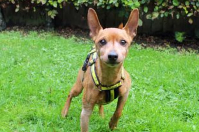 Ninja is a Miniature Pinscher who is best suited to a home without other dogs, however he can live with kids aged over ten. He loves to explore new places and really enjoys his walks and going for adventures.