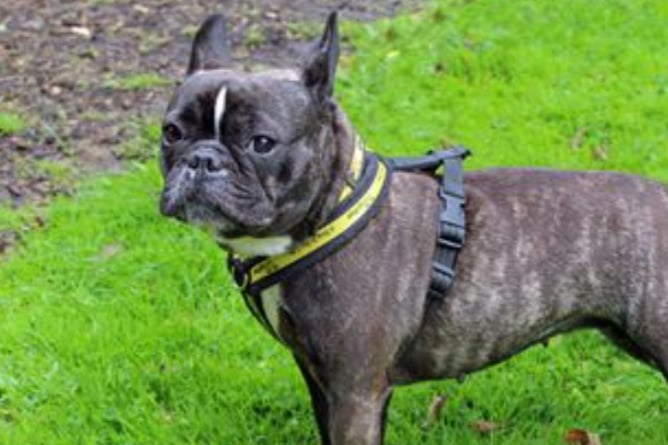 Coco is a friendly 4 year old Frenchie who is looking for quite a particular home. She needs a home with at least one woman as she is wary of men. She can’t live with children and doesn’t like being left alone.
