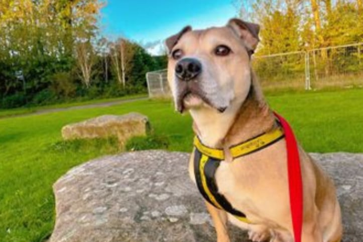 Jorah is a Staffordshire Bull Terrier who really likes playing tug with his favourite people and generally lapping up any attention. He is over eight years old and has some tenderness in his back legs that may require pain relief in the future.