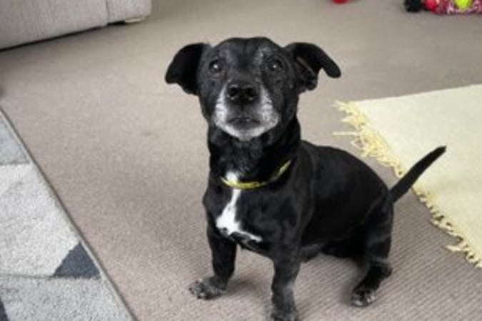 TJ is a crossbreed who is over eight years old. He gets along with quiet dogs and can live with children of high school age. He is house trained and can be left alone for an hour or two.