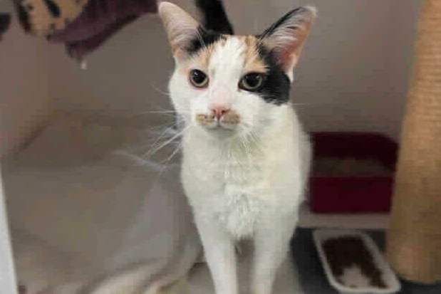 Found as a stray and taken to the animal hospital for treatment, Primrose was shy at first, but has since gained so much confidence and enjoys a bit of fuss and cheek rubs. She loves her creature comforts too - and daytime naps
