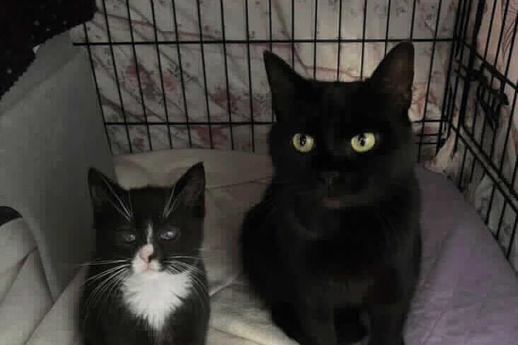 Meet mother and son, Carla and Monte. Mum is quite shy, but it is hoped she will gain confidence when she finds a forever home. And Monte is full of swagger! Carla had been a stray for some time before she came to the RSPCA. She was rescued after she gave birth to Monte