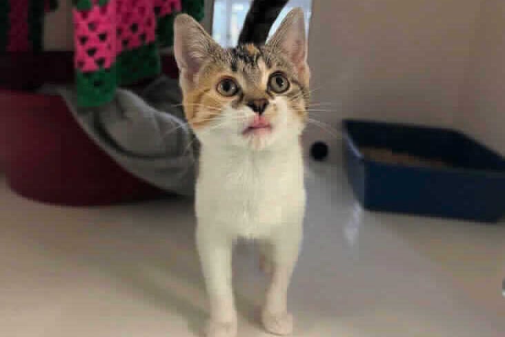 She suffered two seizures when she first arrived at the RSPCA animal hospital in Birmingham after she was found living in unsuitable conditions. Mary Jane is just 16 weeks old and is very affectionate, but can be a little timid.