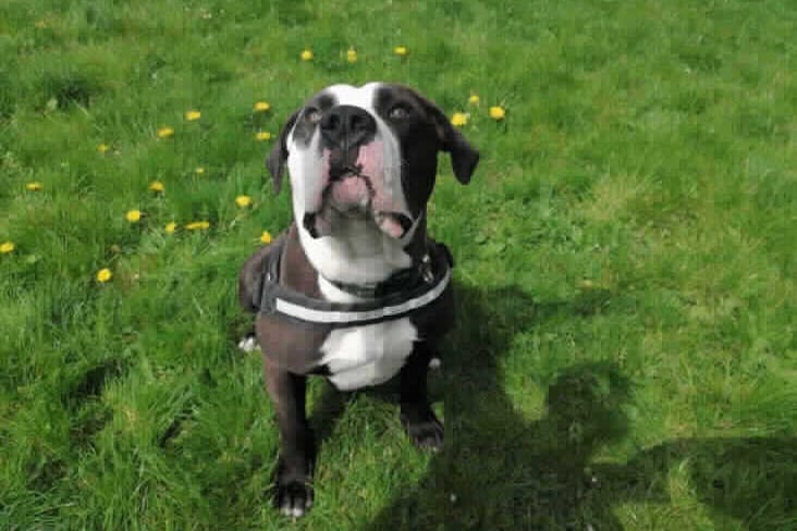 Mylo is an affectionate and really quite gentle lad who maybe doesn’t always understand how big he is. He is really best suited to an adult home but there is a possibility he could live in a home with teenaged children 16+.