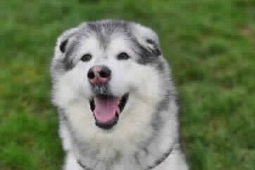 Zac is a Grey and White 9-year-old Alaskan Malamute who was found with his sibling, Joe. He can be adopted along or as a pair. They need an adult only home, free of other pets and must have a sizable large and secure garden. Owners experienced in the breed would be desirable but experience with introducing dogs gently and positively to new experiences is a must.