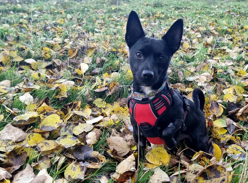 "Buzz is an awesome little fella who has the biggest personality in his teeny, little body! He is such a loving boy who simply adores to be with his human friends. He has energy for days and a bounce that seems to be battery powered!”