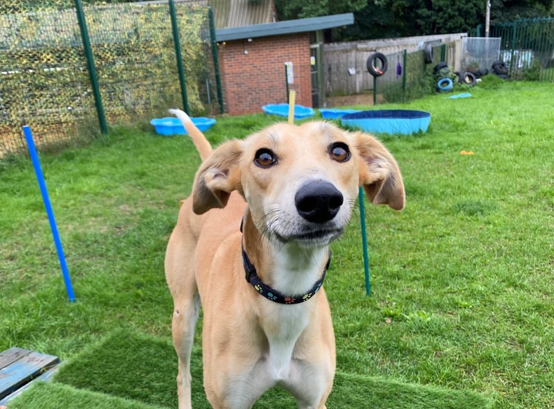 “Neil is a true joy to be around, he is a loving boy but has a real silly side once you get to know him, his zoomies are loads of fun to watch! Neil has the best manners going and is a very gentle boy, he will make someone very happy and bring a lot of love and affection into his new families lives."