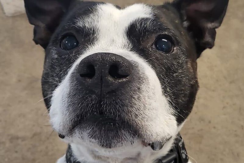 “Patch came to us as a stray and immediately won the hearts of the staff, although he is an older boy he still firmly believes he is a puppy! Patch loves people and food, they are the two most important things in his life, he is a joyful and comedic character who will undoubtedly brighten any room he walks into in his new home."