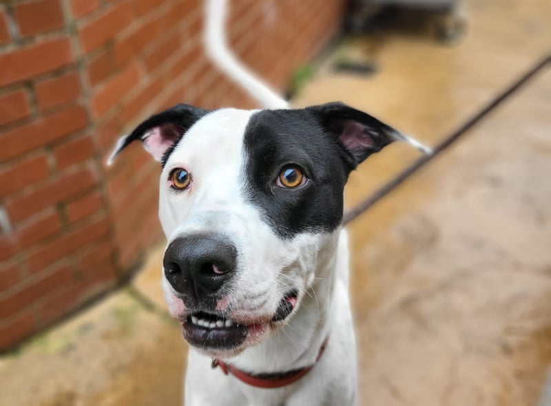 "Rupert is a very lively young boy who has had no training and will need to start from scratch! He can get very over excited very quickly which can lead to silly behaviour! He also needs further training and socialisation around other dogs.”