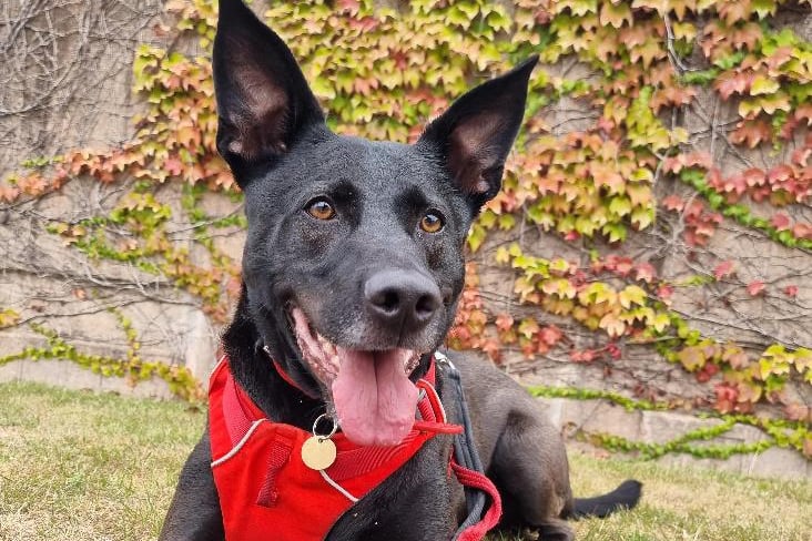 Dexter is a 4-year-old Labrador Retriever crossbreed.  He needs a home where he will be the only animal as he is reactive to other dogs and will require ongoing distraction work to help with this. (Photo - RSPCA Coventry and District branch) 