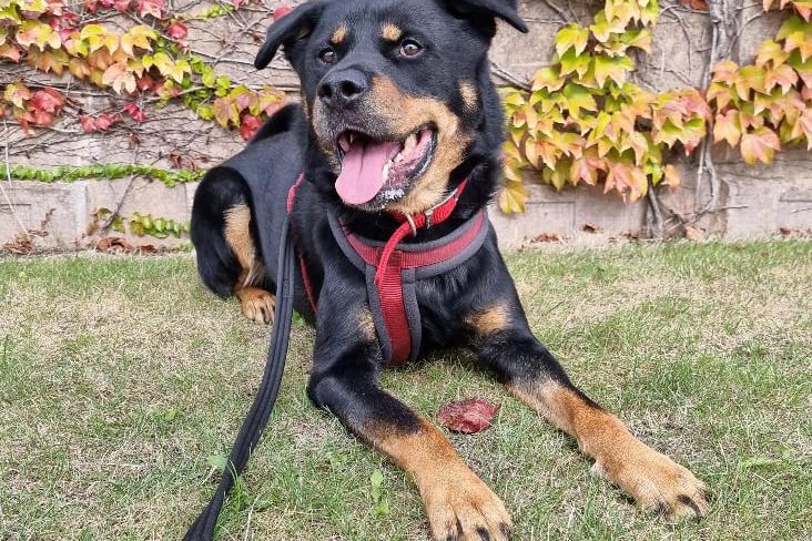 Apollo is a 4-year-old Rottweiler crossbreed. He can be left alone for short periods of time, which can be gradually built up due to there being no history. Basic training as well as housetraining will need to be done with him. Apollo needs to be the only dog in the home and will need to continue his training around other dogs. 