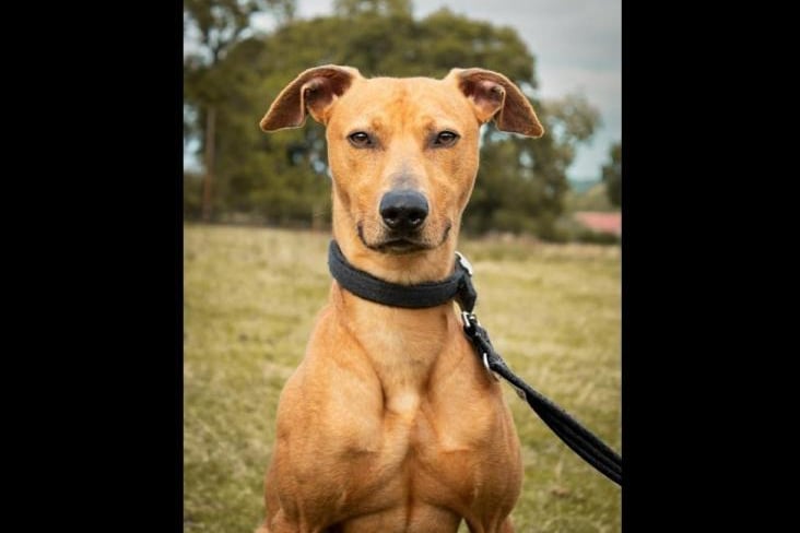 Benji is a one-year-old Lurcher crossbreed looking for his forever home. Basic obedience as well as house training will need to be done with him since there is no history available about him. He will need to be the only pet in the house.