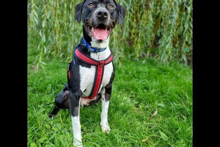 Cane is a one-year-old English Pointer crossbreed who can be unsure of new situations. He needs time and space to get used to things. Once Cane has got to know you he is an energetic and cheeky boy who loves to be the centre of attention. 