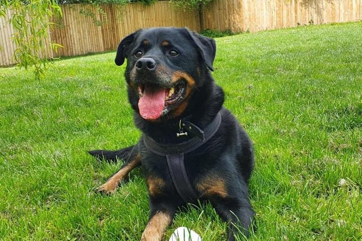 He is a 9-year-old Rottweiler crossbreed. He is a sweet boy with lots of love to give and lovely on lead. He enjoys his walks, despite his age he is very playful and loves to run around with you. He is looking for an active home that can provide him with both mental and physical stimulation. (Photo - RSPCA Coventry and District Branch)