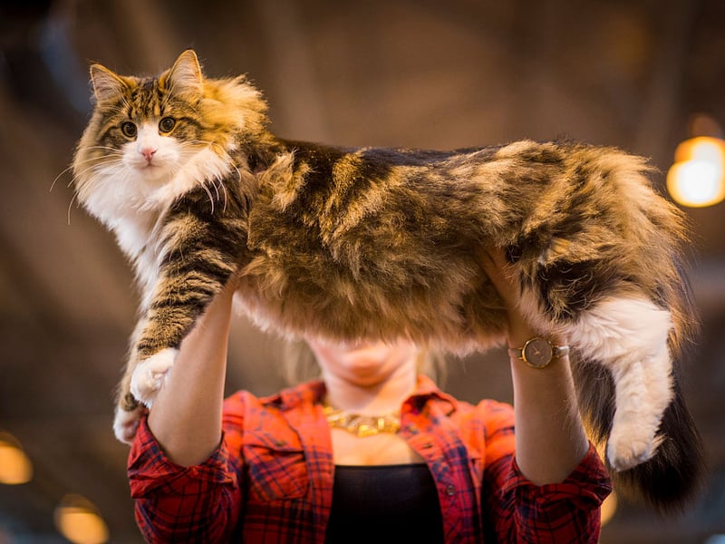 They developed naturally in forests of Norway, according to Brittanica. Having originated in Norway, they adapted to its harsh winters. They are perfect for active, outdoor-oriented owners. (Photo by Rob Stothard/Getty Images)