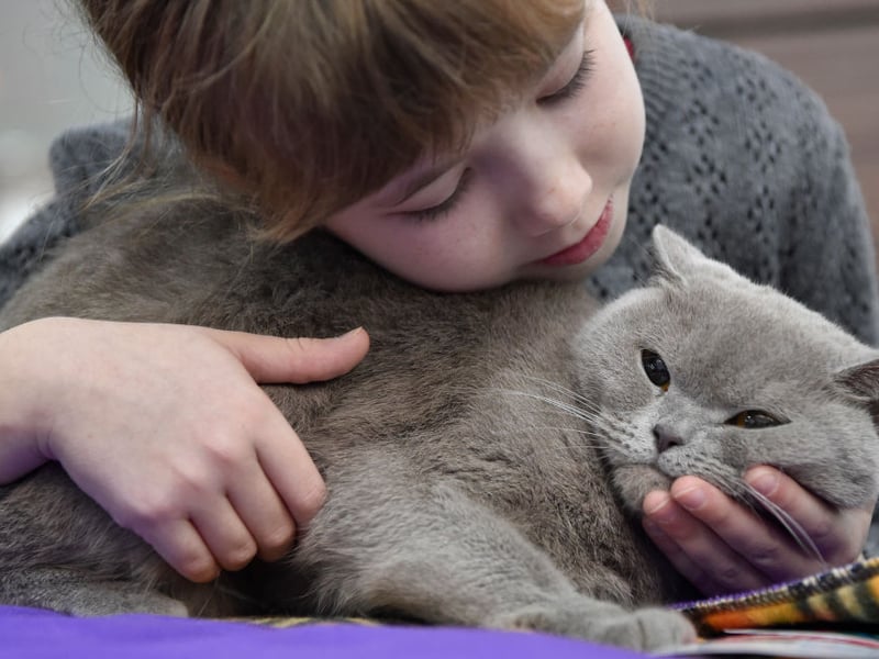 Scottish folds are even tempered and need moderate activity, according to the American Society for the Prevention of Cruelty to Animals (ASPCA). They may not be lap cats but are social and friendly. If you are open to spending time with them for play, they will be great companions for you.