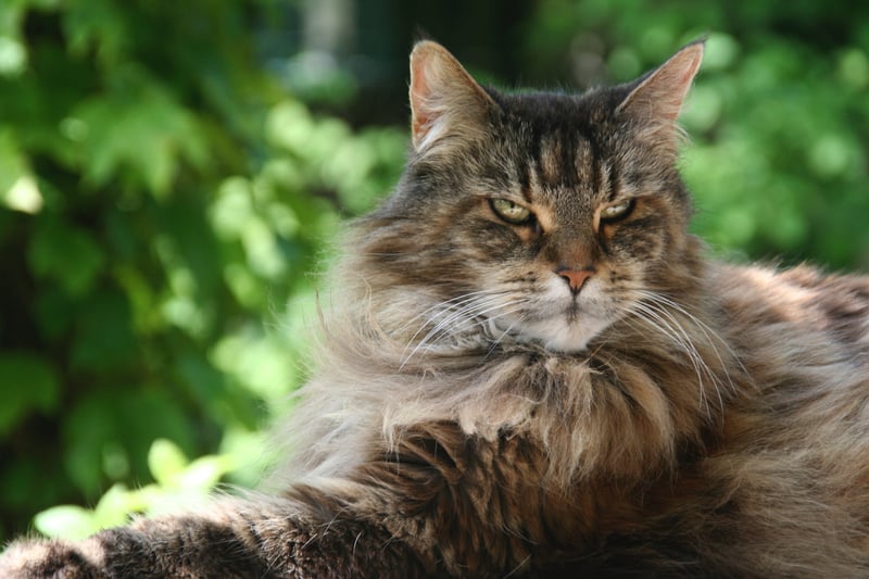 Maine Coons or gentle giants were bred to be outdoorsy and access to some outdoor areas is preferred. They can adapt to any environment and that includes colder climates. They have a long coat that protects them from the cold.
