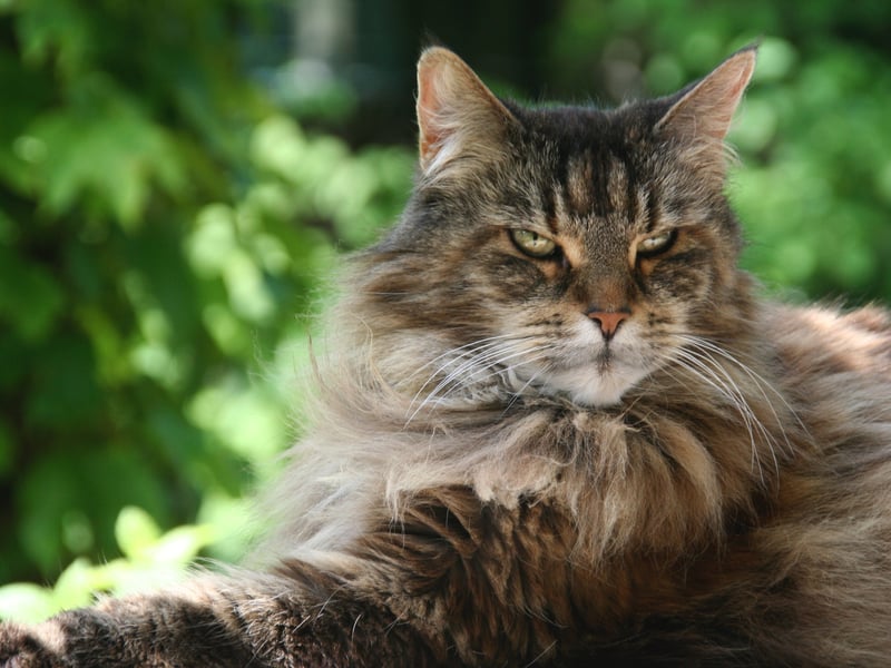 Maine Coons or gentle giants were bred to be outdoorsy and access to some outdoor areas is preferred. They can adapt to any environment and that includes colder climates. They have a long coat that protects them from the cold.
