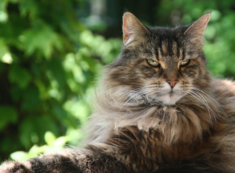 Maine Coons are considered to be gentle giants. They were bred to be outdoorsy so really do need access to some outdoor areas. This breed loves its owner and can adapt to different environments as long as they can roam outside, according to Hills Pet. They are as sweet as lambs and would be great for first-time owners.