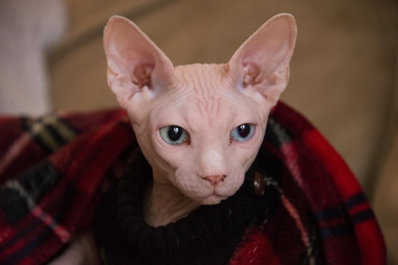 Sphynx cats have amused people for many years and the US TV show Friends might be to blame for it. These hair-free cats look unusual but are affectionate and energetic. They would need lots of playtime and they love showering love on their humans as well, according to Hills Pet. 
