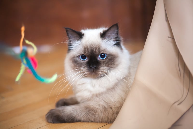 If you want a cat like a puppy, Ragdolls will be ideal for you. Apart from their great personality, they are known for their beautiful coats too. Their thick coats keep them warm in the winters making them a perfect replacement for hot water bags.