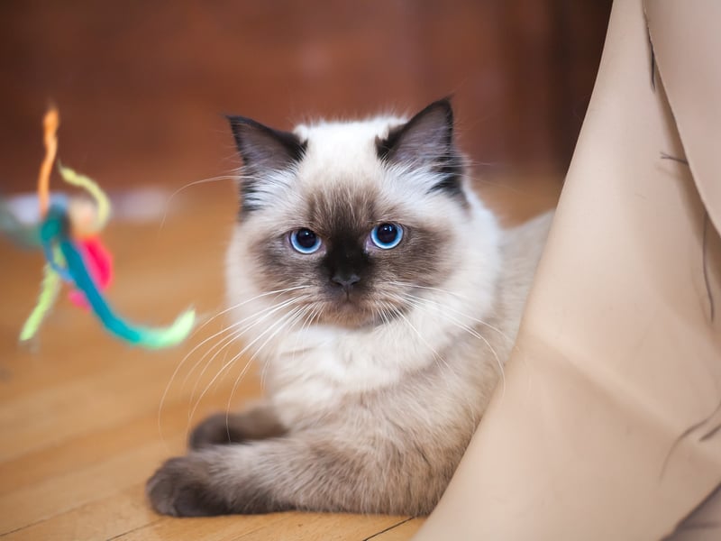 If you want a cat like a puppy, Ragdolls will be ideal for you. Apart from their great personality, they are known for their beautiful coats too. Their thick coats keep them warm in the winters making them a perfect replacement for hot water bags.