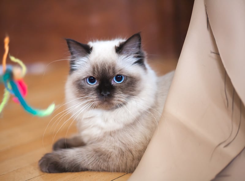 If you want a cat like a puppy, Ragdolls will be ideal for you. Apart from their great personality, they are known for their beautiful coats too. Their thick coats keep them warm in the winters making them a perfect replacement for hot water bags.