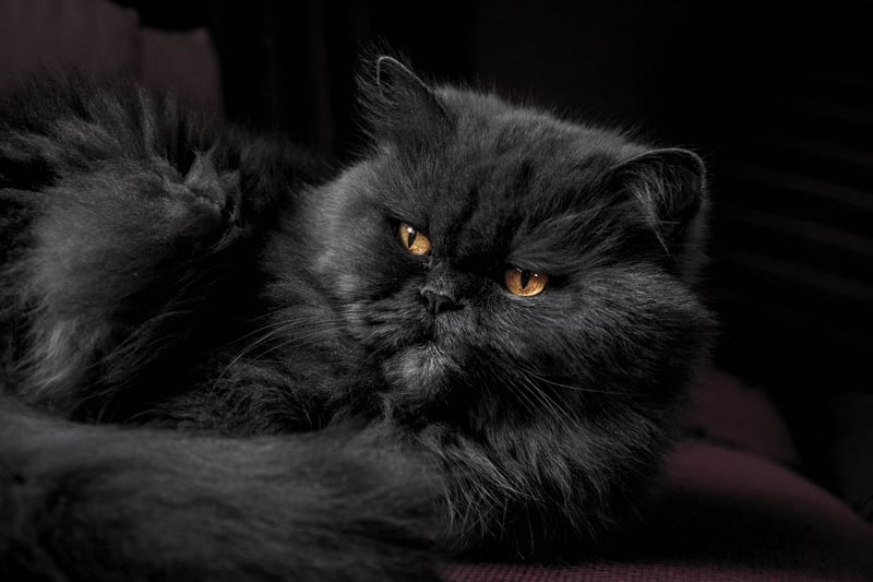 Persian cats are attention seekers but also cuddly so there is definitely a give and take when it comes to affection. They love human companionship and are one of the most intelligent breeds according to PetPlan UK. They like speaking to humans and playing. If you are an active person, this cat is meant for you.