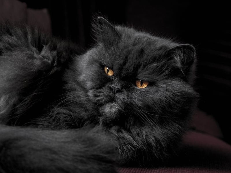 Persian cats are perfect indoor cats but they also thrive in winter months. They have a thick double coat that keeps them insulated, especially, purebred Persian cats. If you want a fluffy and cuddly cat, this breed is perfect for you.