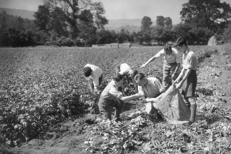 Boys from Five Ways Grammar School , Birmingham harvesting potatoes on a farm in Wales during WW II. The boys help  (Photo by Maeers/Fox Photos/Getty Images)