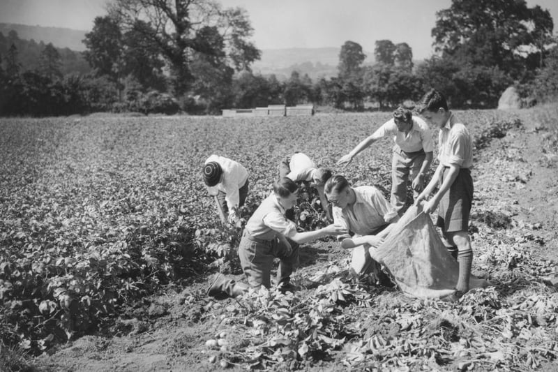  Evacuee schoolboys from the Five Ways Grammer School in Birmingham at work digging potatoes for the Dig for Victory campaign on 10th July 1940 at a farm in Monmouthshire, South Wales, United Kingdom.  (Photo by Maeers/Fox Photos/Hulton Archive/Getty Images).