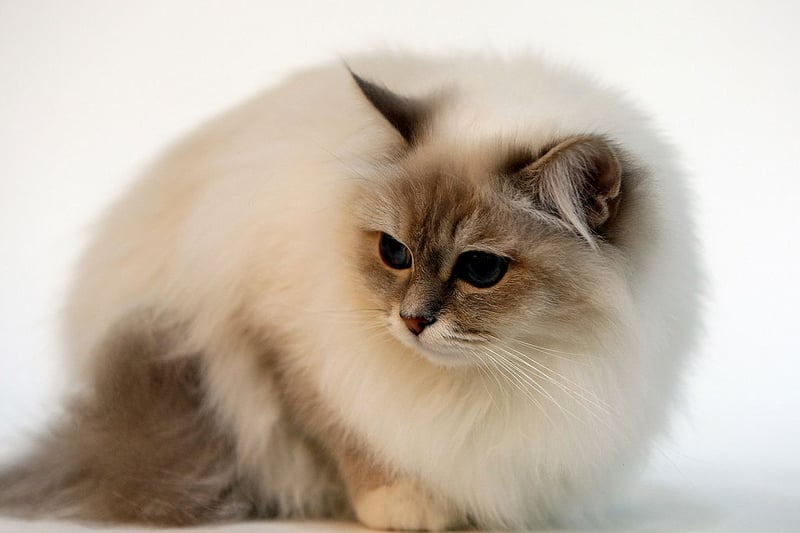 Birman are stunning cats with fluffy coats and sweet demeanours. These long silky haired felines love being around people and can be good indoor pets, according to The Spruce Pets. They like their play time and can live in a house with other pets or children of all ages. (Photo by JACK GUEZ/AFP via Getty Images)