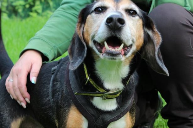 Odie is a Beagle who can live with a suitably matched dog and with older teens, but he needs to be left alone when sleeping. He loves to be made a fuss of and likes having company. 