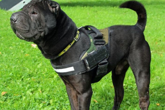 Shadow is a Shar Pei, around six years old. He can live with another calm and friendly dog, and children over the age of 10.