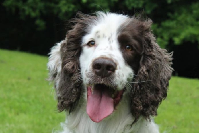 Patch is a sensitive soul and he really is looking for a special home. He is a Spaniel who needs a home with no other pets or children, and he absolutely loves toys.